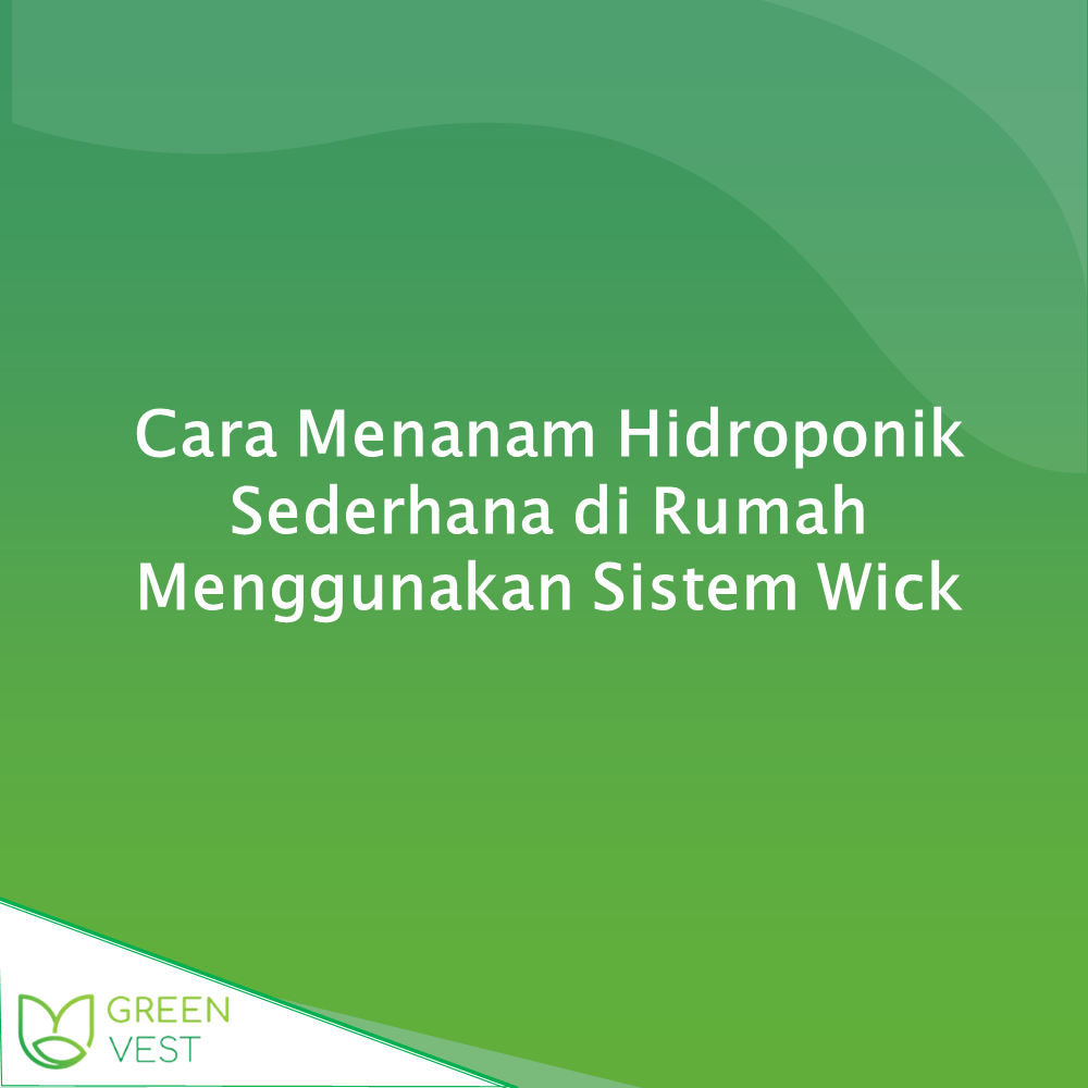 Cara Dan Bahan Menanam Hidroponik Sederhana Di Rumah Wick Sistem