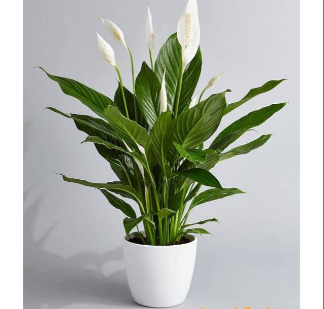 Peace Lily