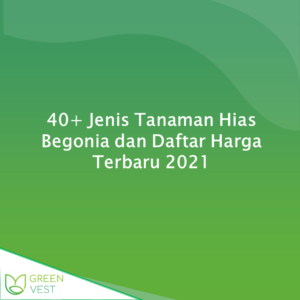 40+ Jenis Tanaman Hias Begonia