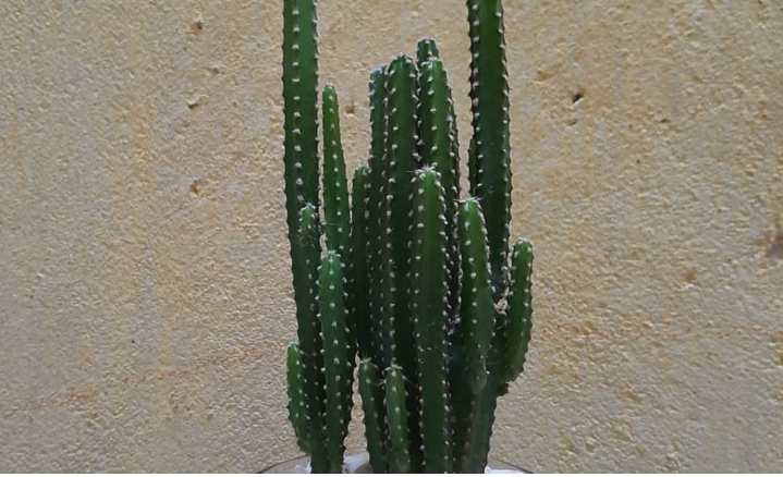 tanaman hias kaktus