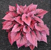 Begonia Rex Pink