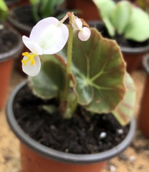 Begonia Erythrophylla