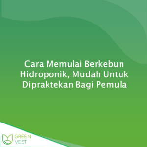 Cara Memulai Berkebun Hidroponik, Mudah Untuk Dipraktekan Bagi Pemula